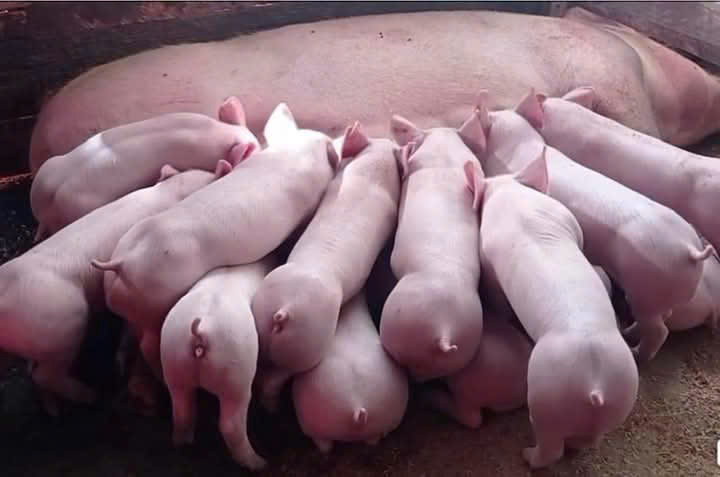 Xử Lý Hầm Biogas Trong Chăn Nuôi Gia Súc: Giải Pháp Tối Ưu Từ Glin07.
